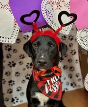 Independence Animal Hospital image 16