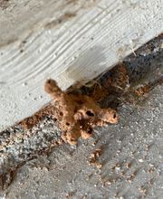 ServGuard Pest Solutions image 5