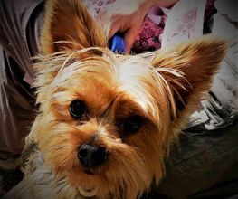 rocio-esteban-garcia-perro-02.jpg