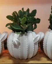 Amarillys Vernisse Fleurs image 1