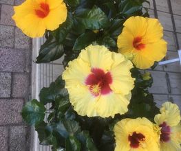 ETAMINE FLEURS image 19