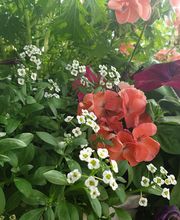 La Planterie image 4