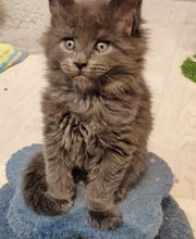 élevage des derniers vikings image 1