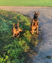 Livia - Guid'Animale : Consultante en Comportement Canin & Félin image 2