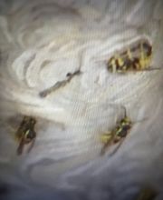 JM Schädlingsbekämpfung Bild 1