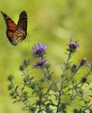 Dietz Gartenbau GmbH Bild 7