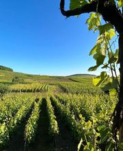 Waris Larmandier EARL image 14