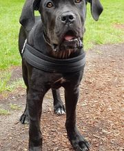 Keep Cool Dog image 2