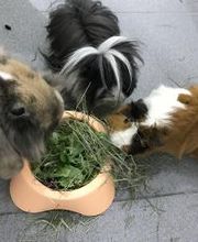 Clínica Veterinaria Okapi imagen 5