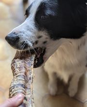 Patte et Museau image 20