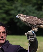 Stages Fauconnerie Lyon , Elevage de rapaces, Effarouchement pigeon, Rhône-Alpes, Bourgogne-Franche-Comté, Saône et Loire image 7