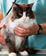 Chateau Dog & Cat Hospital image 2