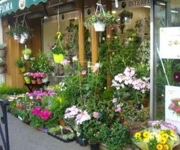 A Fleur De Pot image 1