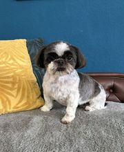 Artgerecht-dogspa Bild 6