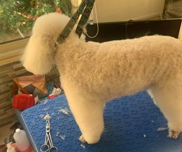 Domidogs image 3