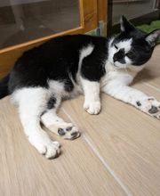 Douce Ronronnade image 2