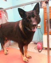 La Bichonnerie Henin image 11