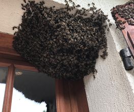 Abeille45.DGF image 17