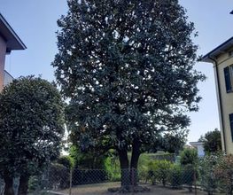 Pasinelli cura alberi Sagl Bild 2