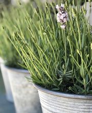 Gärtnerei und Blumengeschäft Sommer Bild 3