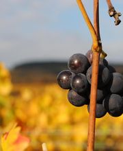 Domaine Besancenot EARL image 8