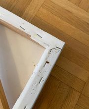 SafeHome Schädlingsbekämpfung Köln Bild 3