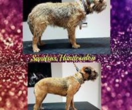 Sandras Hundesalon Bild 3