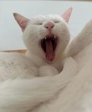 Le CHATel hôtel image 7