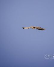 Stages Fauconnerie Lyon , Elevage de rapaces, Effarouchement pigeon, Rhône-Alpes, Bourgogne-Franche-Comté, Saône et Loire image 4