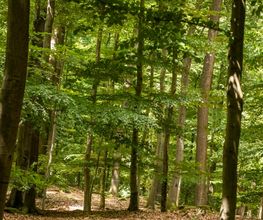 FriedWald Kisdorf Bild 8