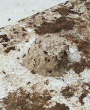 Tous Nuisibles Lorraine image 6