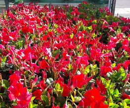 Schwab Fleurs SA Bild 6