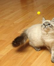 Holzstudio Kretz Bild 2