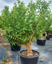 Planthispania imagen 7