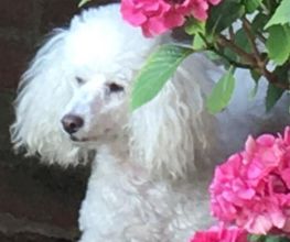 Au Look Canin image 3