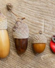 Audition Quillot image 12