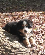 Le Grand Cèdre image 6