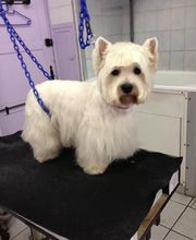 PRINCESS CANICHE image 5