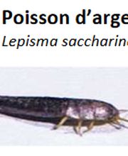 Desinfexion Service Sàrl Bild 11