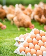 Schulers Hofladen Bild 2