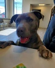 Back Mountain Veterinary Hospital image 11