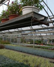 Blumen Schenk Bild 2