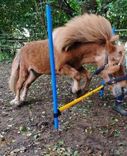 Marianne's Reiten Bild 1