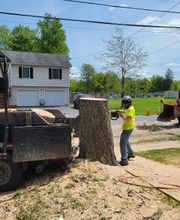 Happy Stump Tree Service image 11