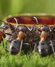 Eco Line Sagl Bild 7