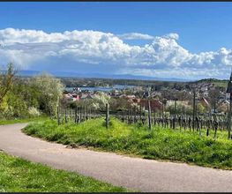Weingut & Gästehaus Thomas Schwibinger Bild 7