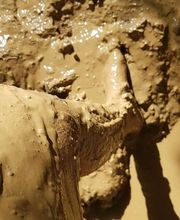 Rites des Bois image 5