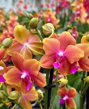 Orchidable di Andrea Martina Bild 1