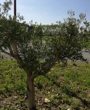 Mehun Espaces Verts image 1