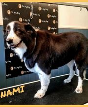 So My Dog Vergèze image 2